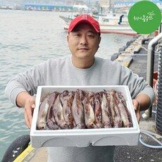 [최고다농수산] 주문진 당일조업 산오징어 선동오징어 초코오징어통찜 생물 활 오징어회, 1개